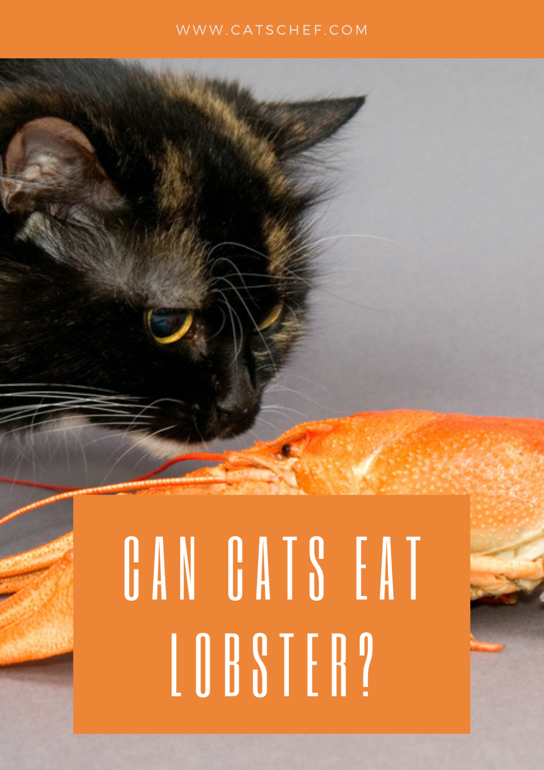 Can Cats Eat Lobster? Delicious Or Dangerous?