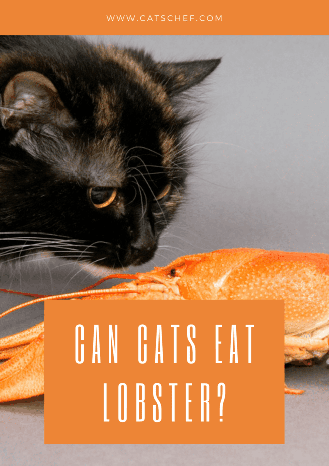 Kediler Istakoz Yiyebilir mi?