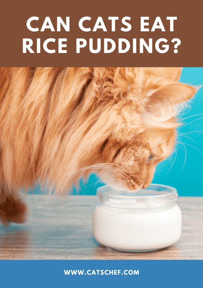 Can Cats Eat Rice Pudding?