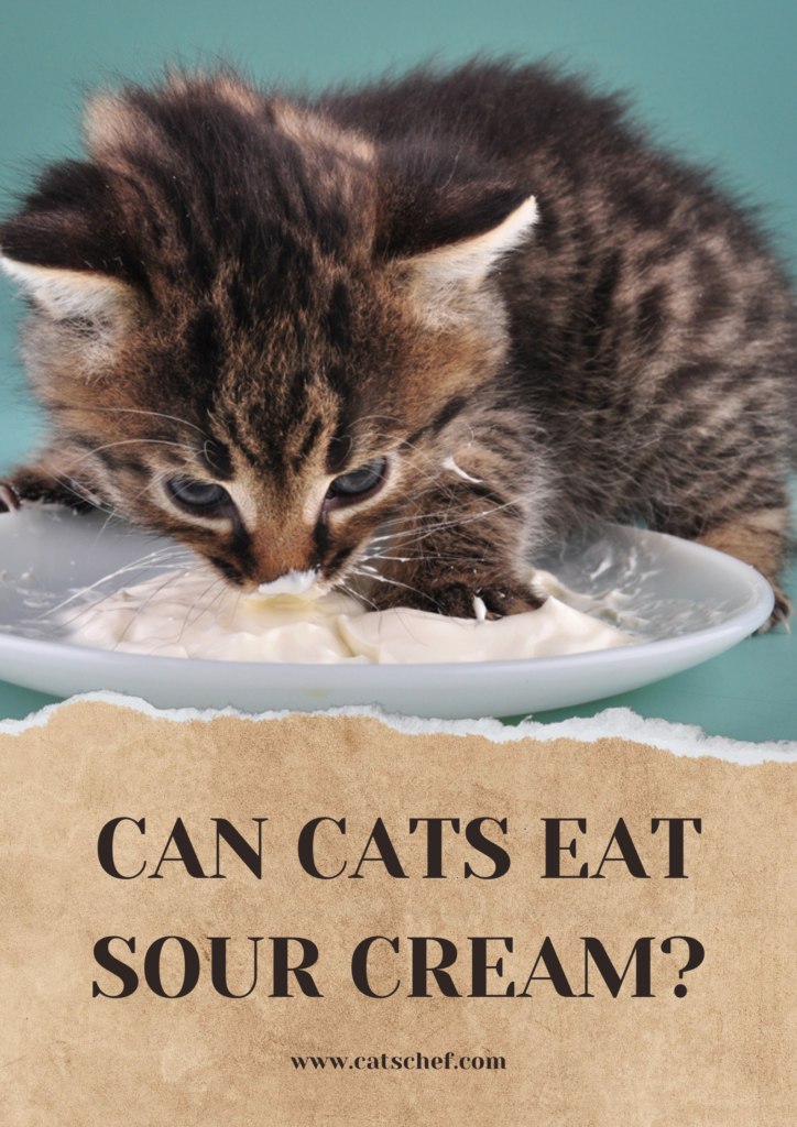 Can Cats Eat Sour Cream? Eat Or Pass?