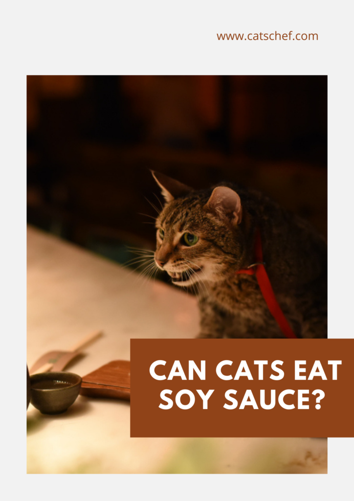 Can Cats Eat Soy Sauce? Good Or Bad Choice?
