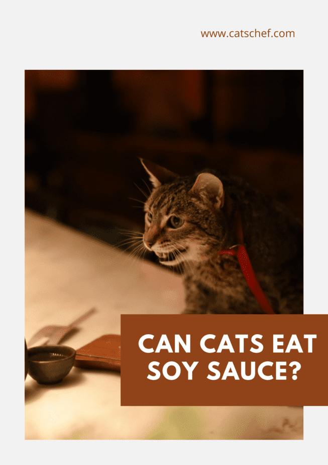 Can Cats Eat Soy Sauce?