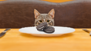 Can cats eat Oreos