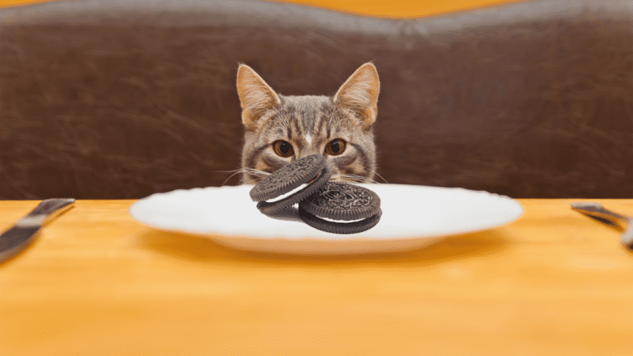 Can Cats Eat Oreos? Treat Or Retreat?