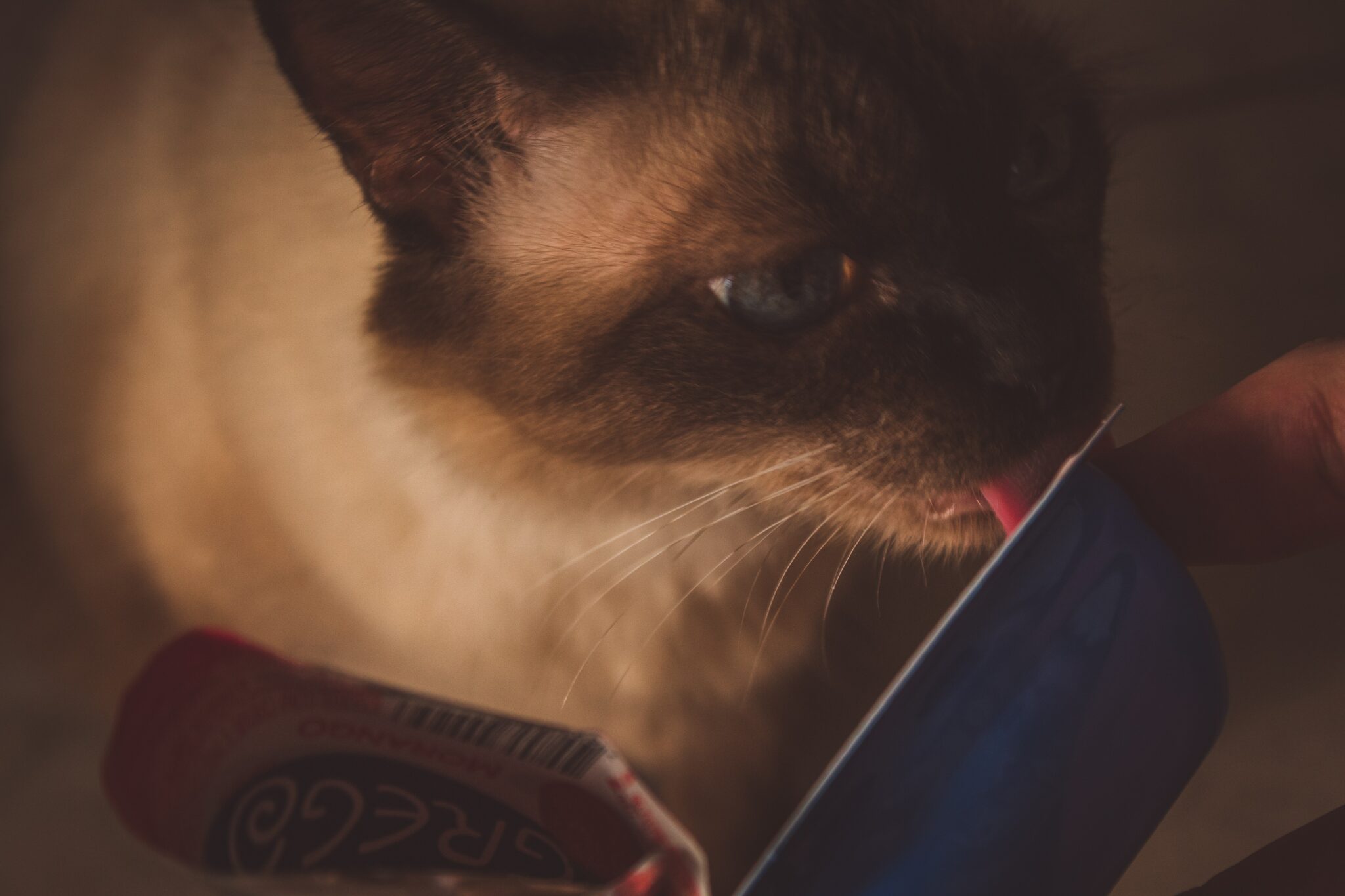 Can cats eat baked beans?