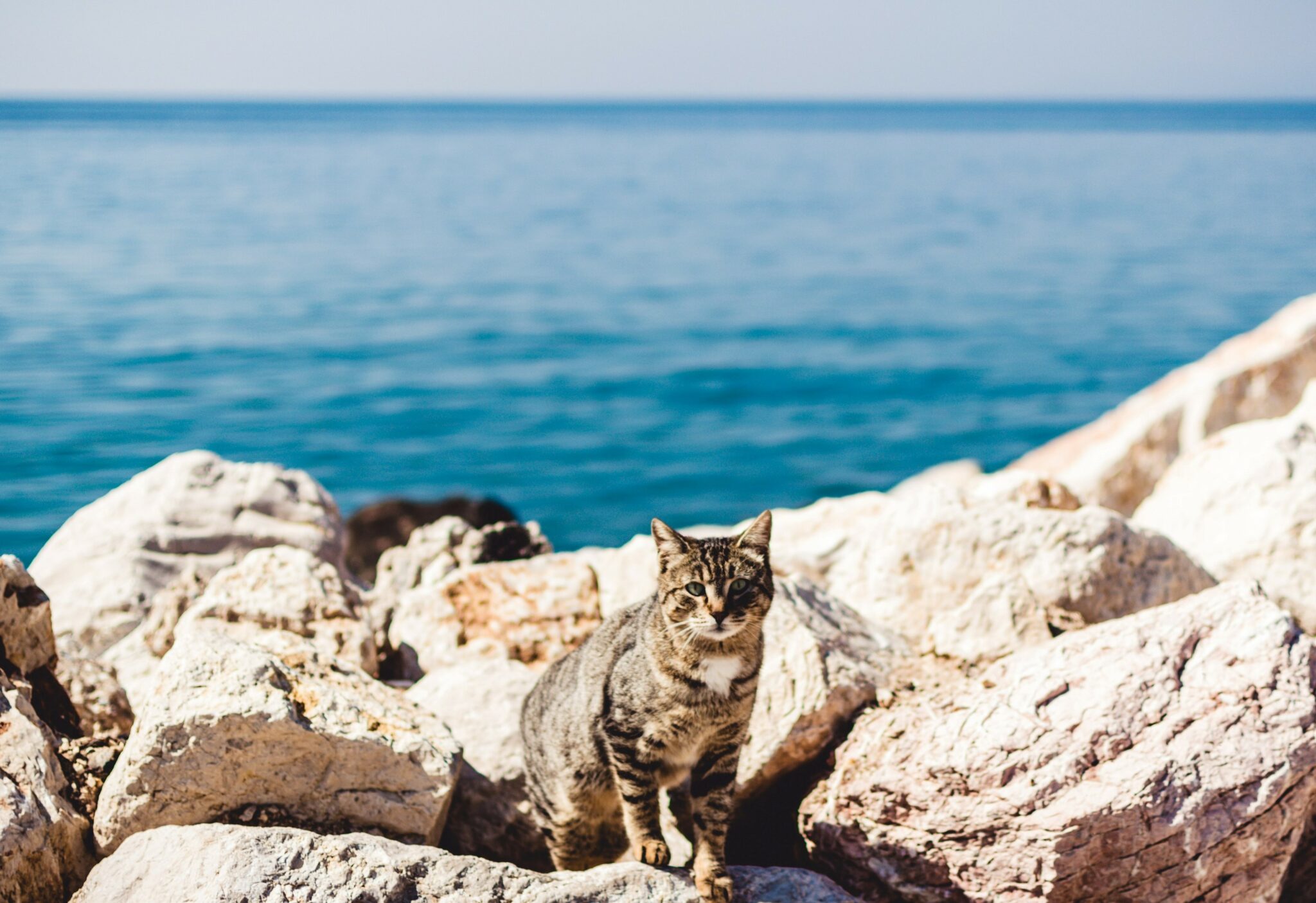 Can Cats Eat Clams? Are These Tasty Bivalves Good For Your Pet?