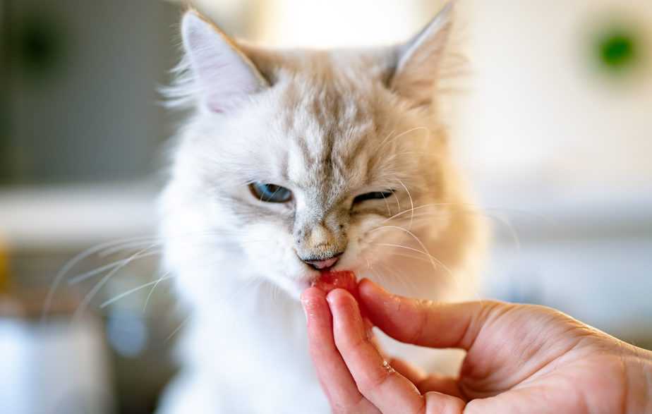 Kediler yengeç yiyebilir mi?