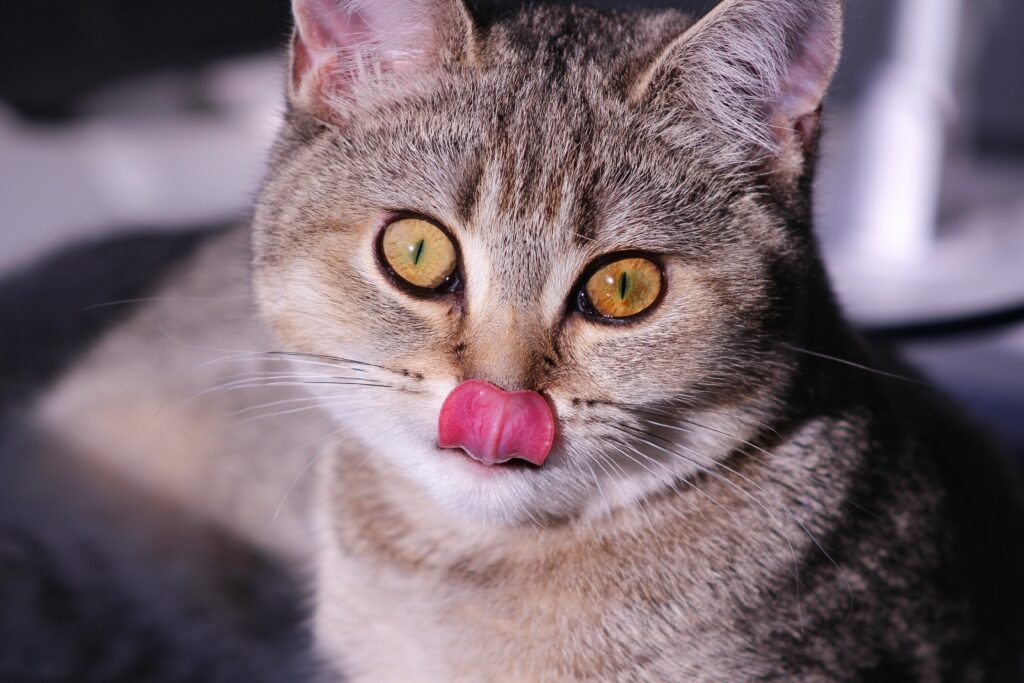 Can Cats Eat Oysters? Is It Time To Be Shellfish?
