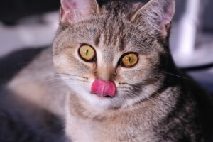 Can cats eat oysters?