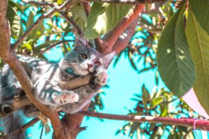 Can cats eat papaya?