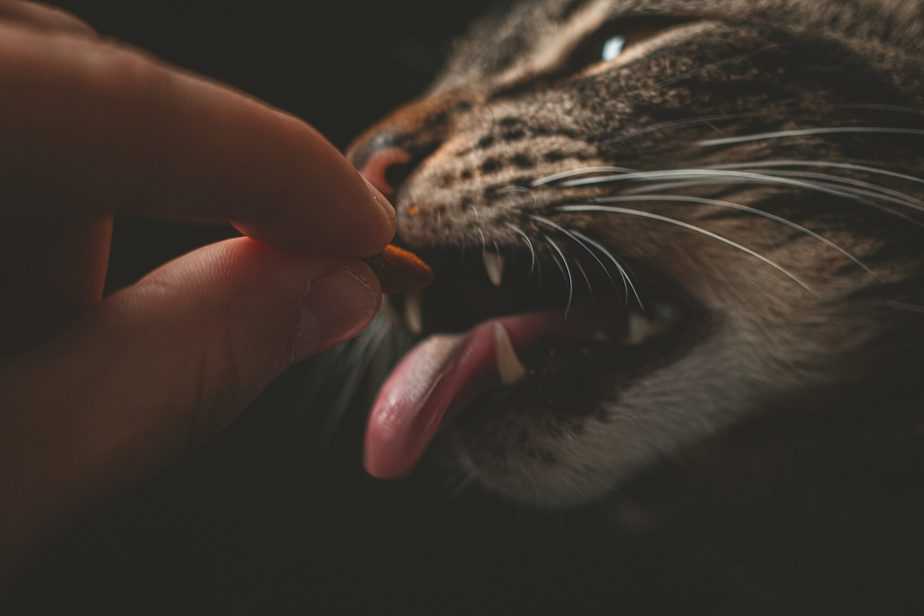 Kediler pikan cevizi yiyebilir mi?