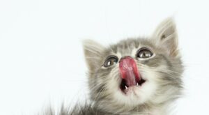 Can cats eat smoked salmon?