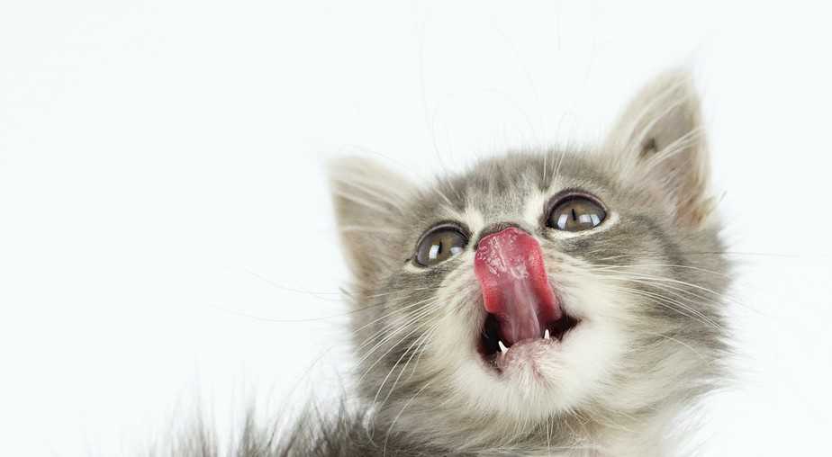 Kediler somon füme yiyebilir mi?