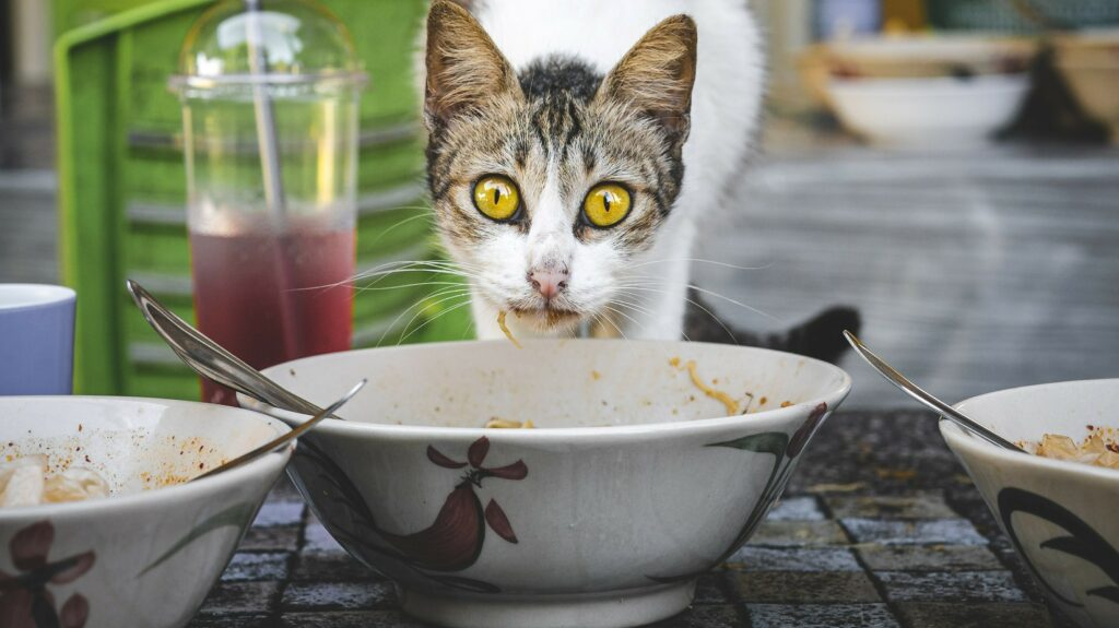 Can Cats Eat Tomato Soup? You'll Be Souprised!