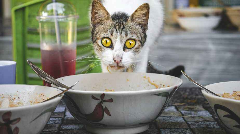 Kediler domates çorbası içebilir mi?