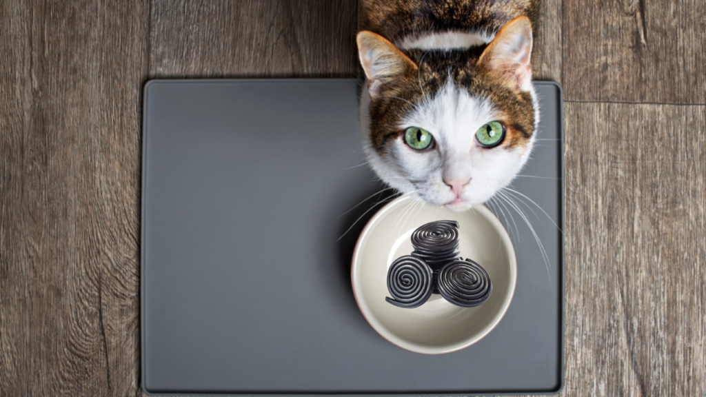 Can Cats Eat Licorice? All You Need To Know
