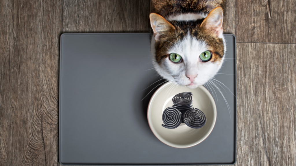 Can Cats Eat Licorice? All You Need To Know