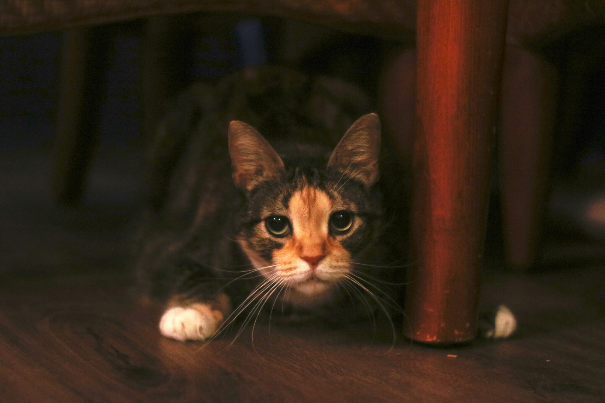 Can Cats Eat Ranch? Will It Cause A Tummy Avalanche?