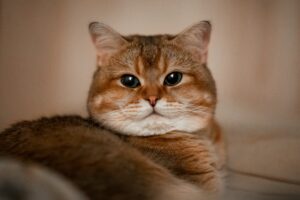 can cats eat beans