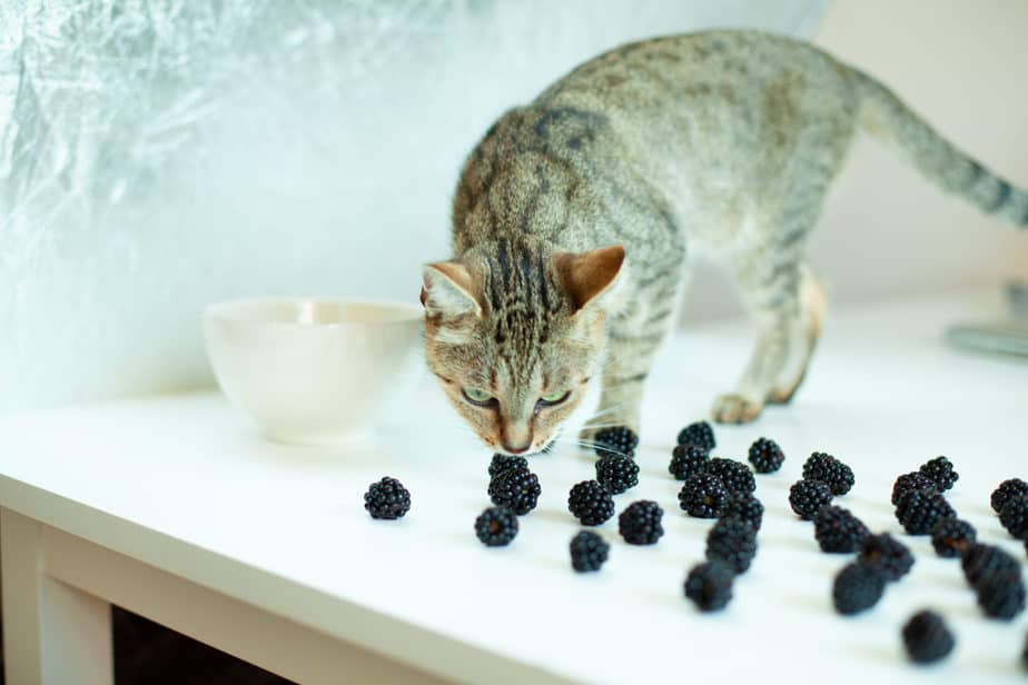 Can Cats Eat Blackberries? The Benefits This Fruit Carries!