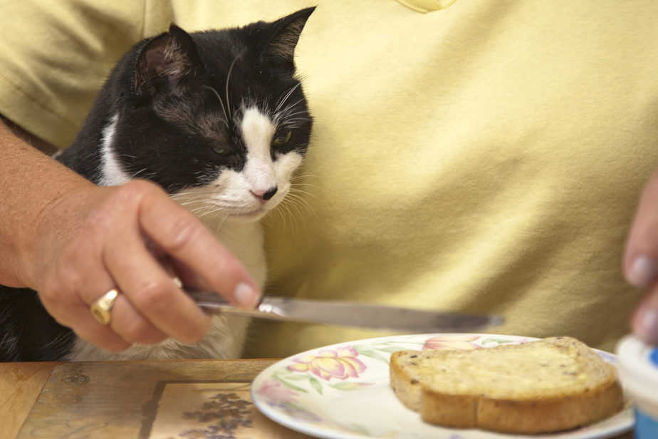 Kediler Tereyağı Yiyebilir mi? Bu Makale Kekelemiyor!