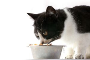 can cats eat cheerios