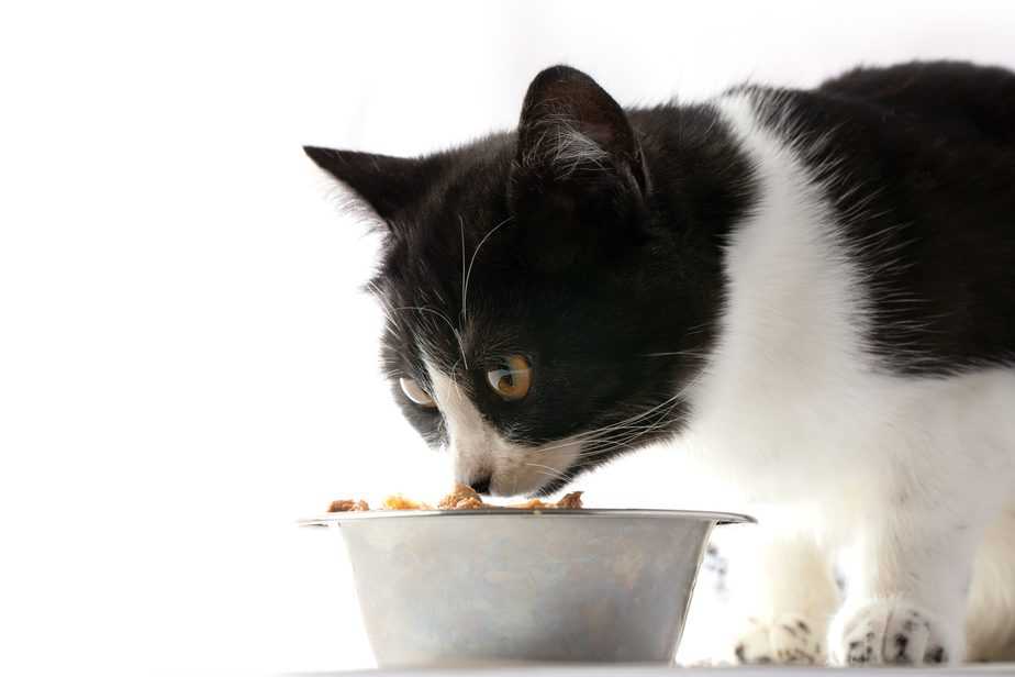 Kediler Cheerios Yiyebilir mi? Herhangi Bir Risk Var mı? 