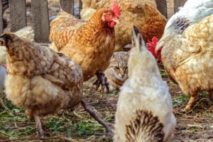 can cats eat chicken feet