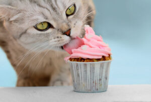 can cats eat frosting