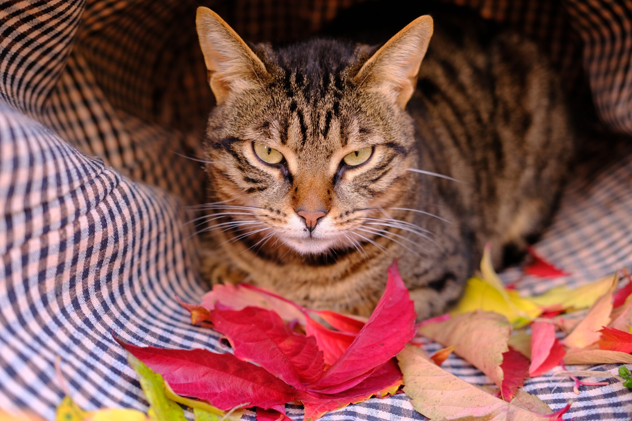 Can Cats Eat Gravy? Lick It Or Kick It?