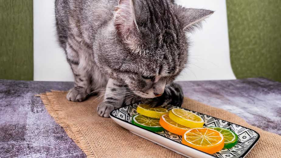 Kediler Limon Yiyebilir mi? Bu Meyve Kediler İçin Güvenli mi? 