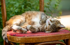 Can cats eat licorice?
