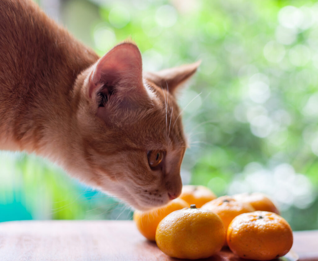 Can Cats Eat Mandarin Oranges? Read Before She Forages!