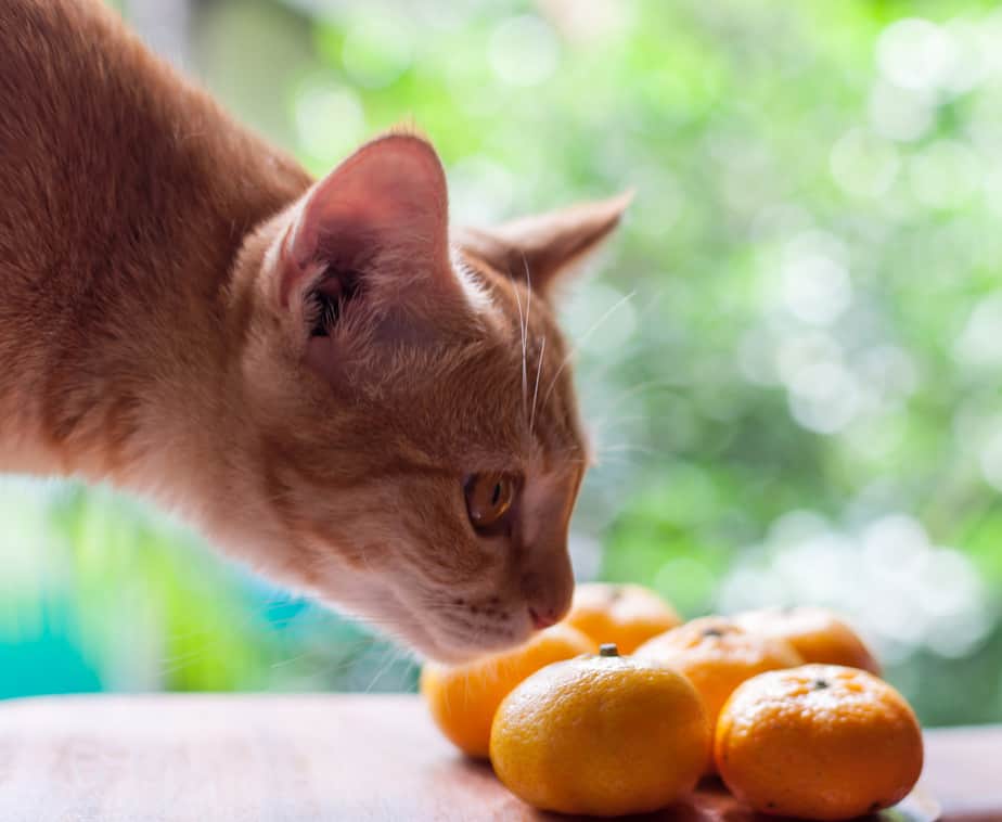Kediler Mandalina Portakalı Yiyebilir mi? Yem Yemeden Önce Okuyun!