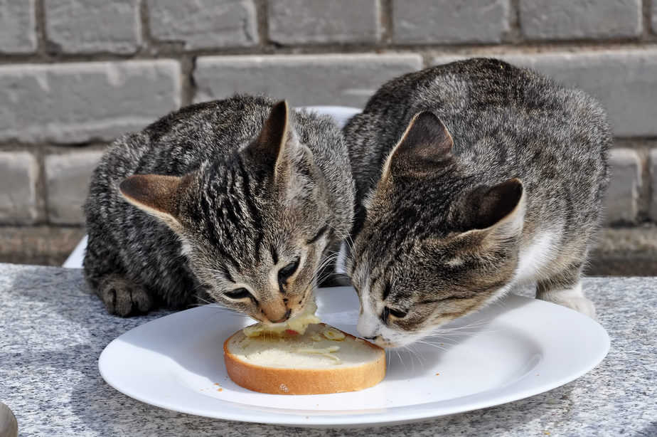 can cats eat margarine