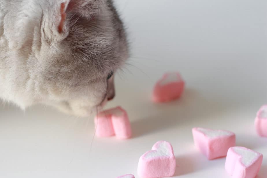 can cats eat marshmallows