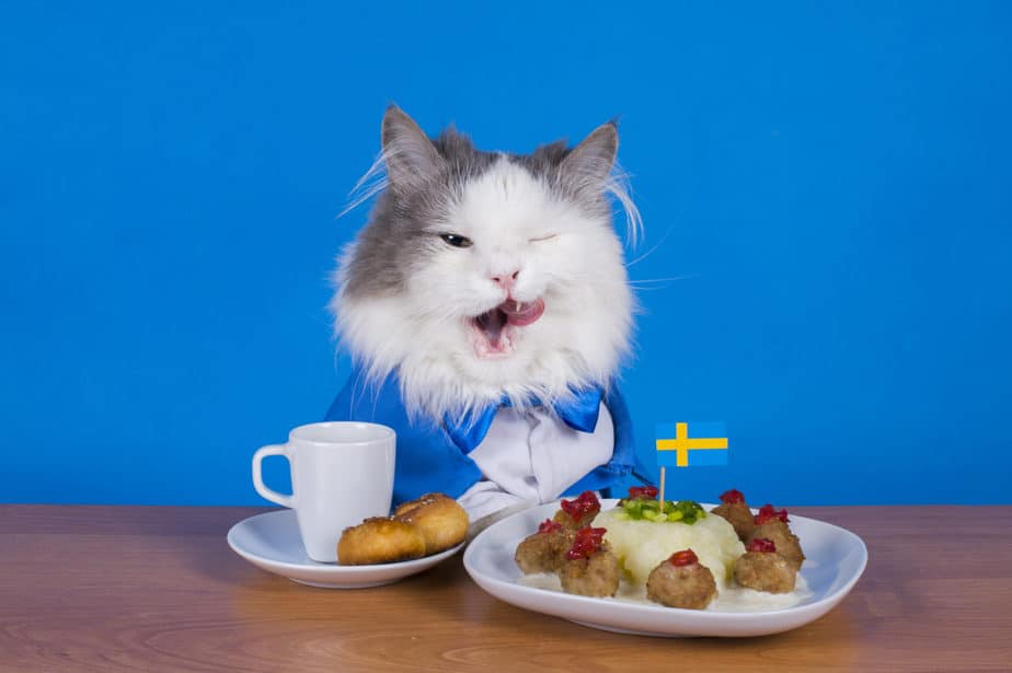 can cats eat meatballs?