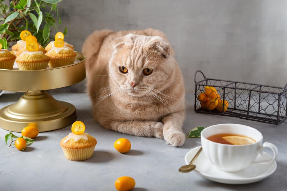 can cats eat muffins
