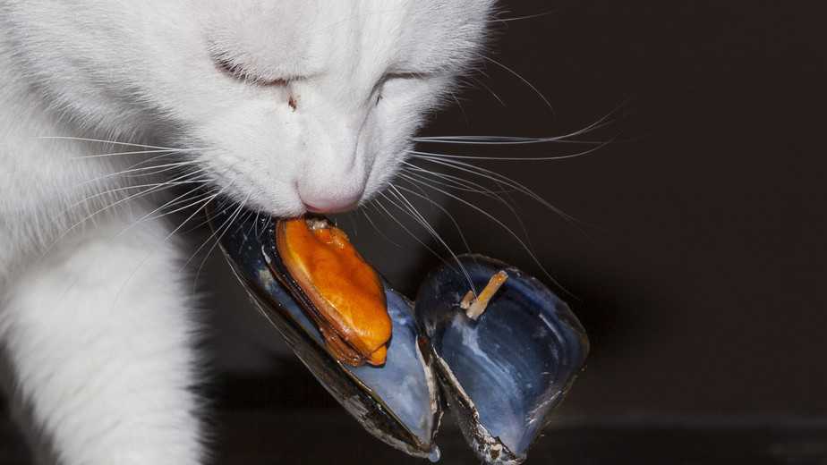 Can cats eat mussels?
