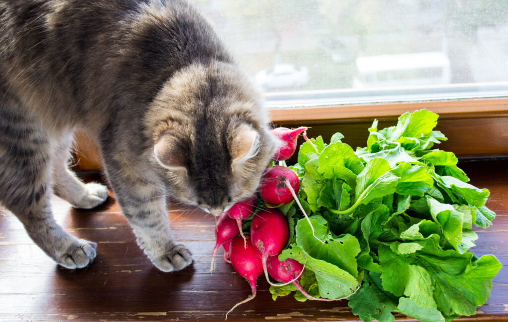 Can Cats Eat Radishes? Is This Root Safe For Your Snoot?