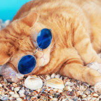 kediler deniz tarağı yiyebilir mi