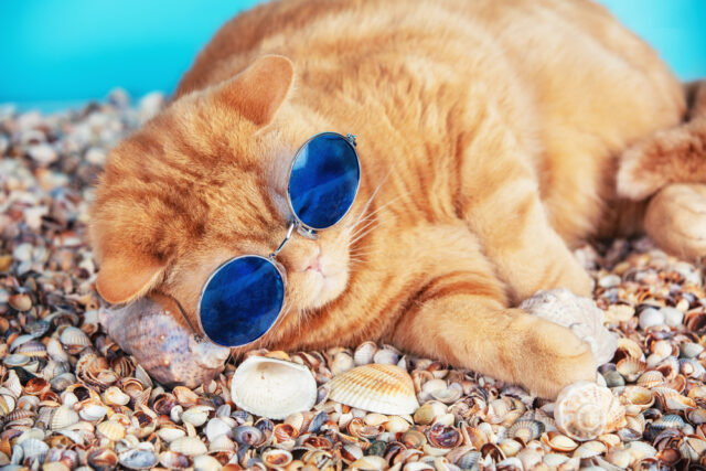 can cats eat scallops