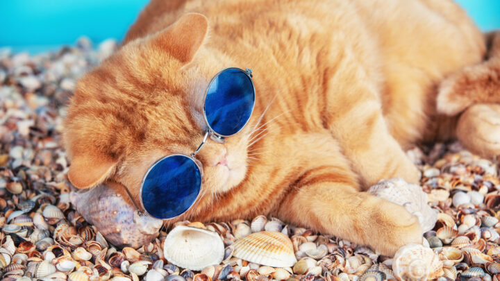 Kediler Deniz Tarağı Yiyebilir mi? Bu Deniz Ürünleri Onun İçin Güvenli mi? 