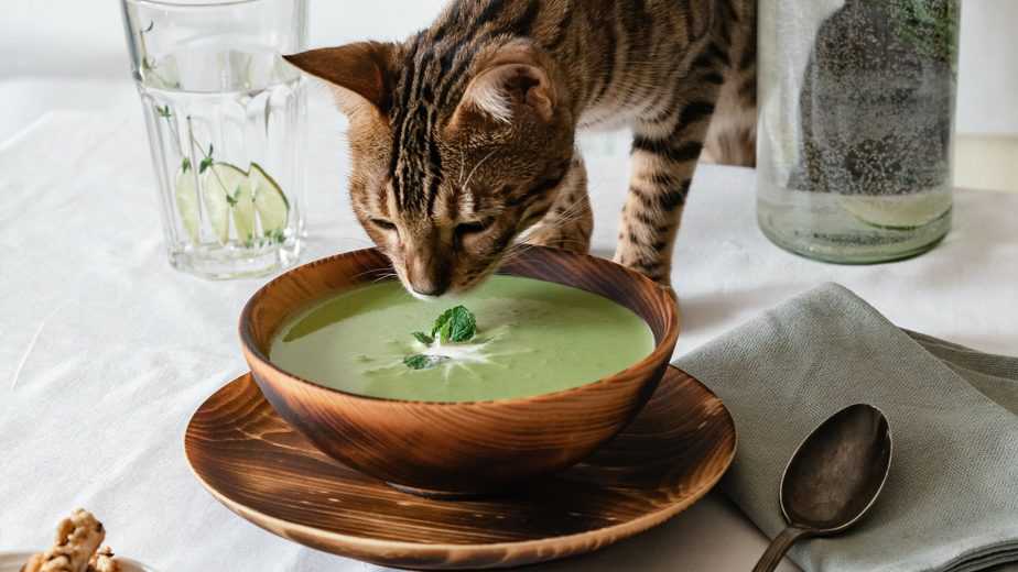 can cats eat soup