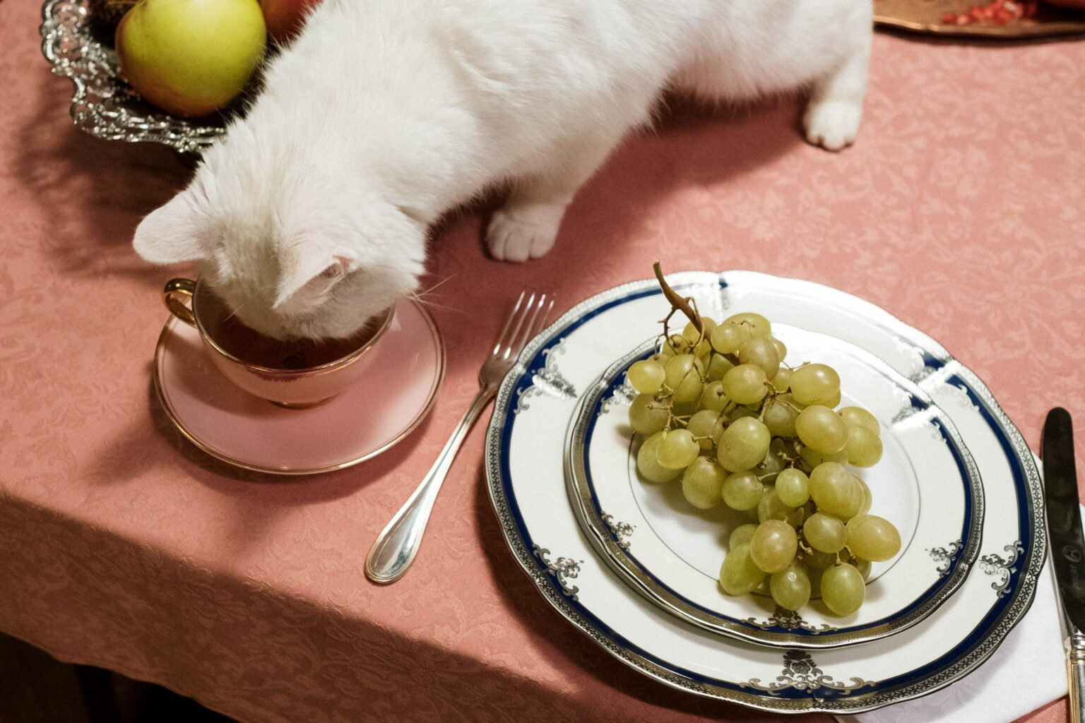 Can Cats Eat Sultanas Are There Any Risks can-cats-eat-sultanas-are-there-any-risks