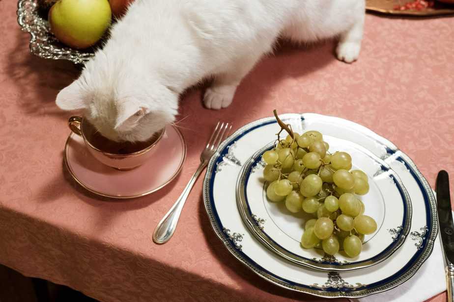 Kediler Sultanas Yiyebilir mi? Herhangi Bir Risk Var mı? 