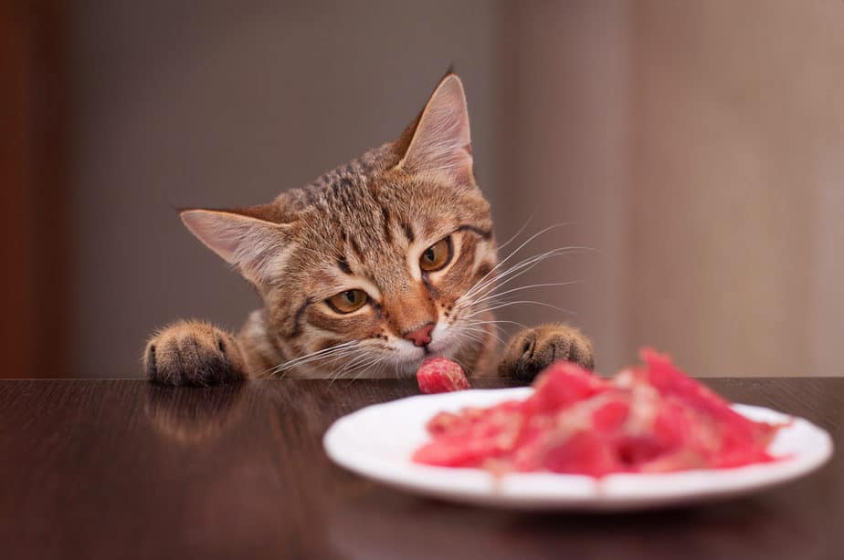 Kediler Geyik Eti Yiyebilir mi? Farklı Olmak İçin Geyik? 