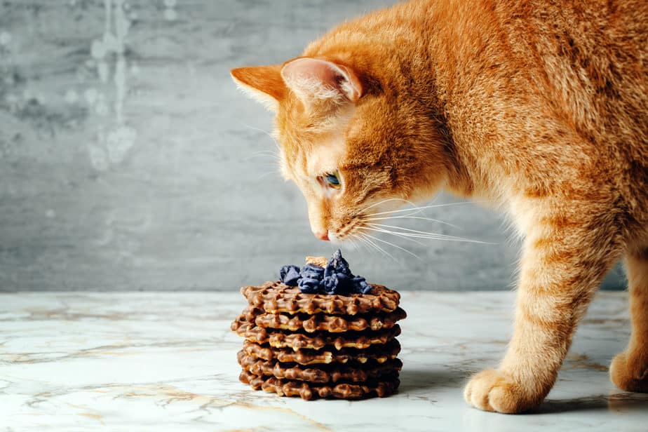 can cats eat waffles