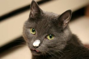 Can Cats Eat Whipped Cream
