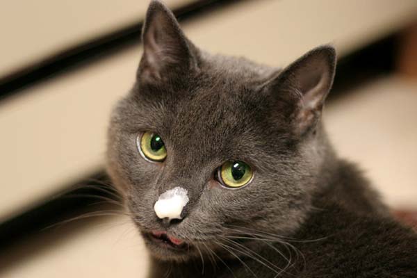 Kediler Krem Şanti Yiyebilir mi?